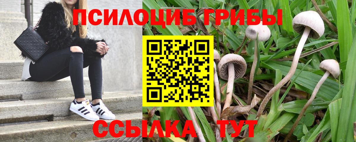 Березники  Галлюциногенные грибы прущие грибы  Вход с VPN 